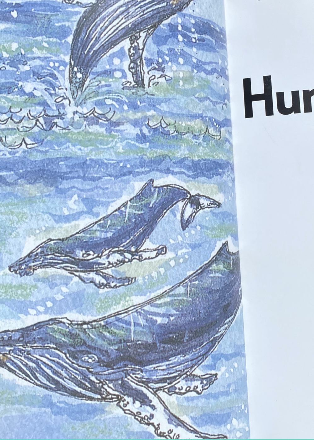 BOOK: HAWAII’S HUMPBACKS: UNVEILING THE MYSTERIES